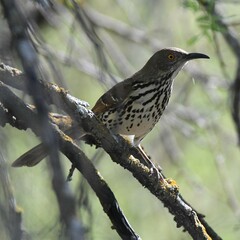 Toxostoma longirostre