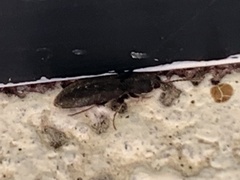 Heteroderes amplicollis