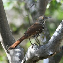 Toxostoma longirostre