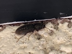 Heteroderes amplicollis