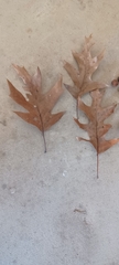 Quercus palustris