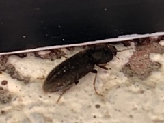 Heteroderes amplicollis