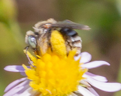 Anthophorula