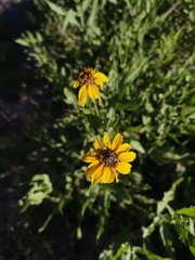 Helianthus laciniatus