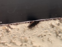 Heteroderes amplicollis