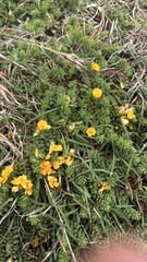 Pultenaea maritima