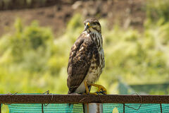 Buteo