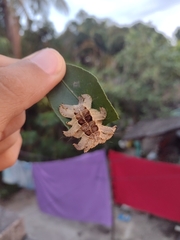 Phobetron hipparchia