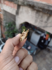 Phobetron hipparchia