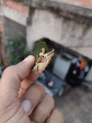 Phobetron hipparchia