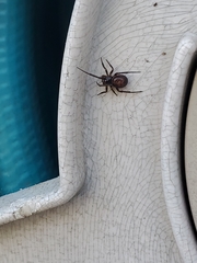 Steatoda