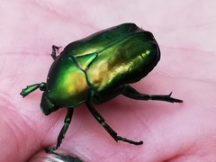 Protaetia speciosissima