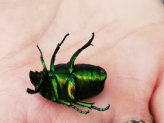 Protaetia speciosissima