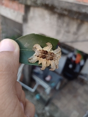 Phobetron hipparchia