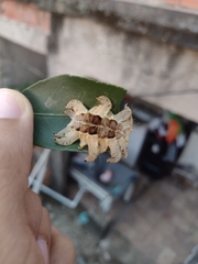 Phobetron hipparchia