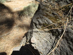 Hipparchia tamadabae