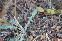 Hymenopappus