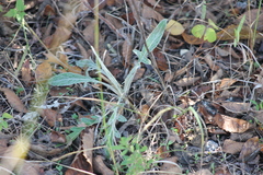 Hymenopappus