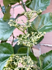 Cissus verticillata