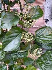 Cissus verticillata