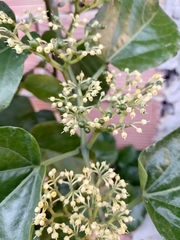 Cissus verticillata