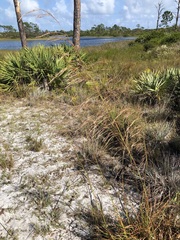 Andropogon brachystachyus