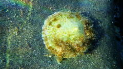 Patella caerulea