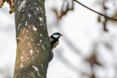 Parus major major