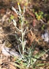 Senecio quadridentatus