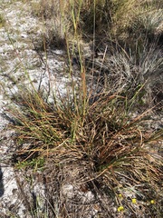 Andropogon brachystachyus