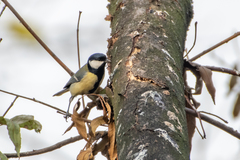 Parus major major