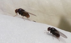 Milichiidae