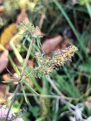 Galium verum