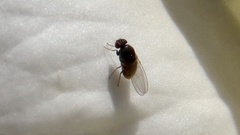 Milichiidae