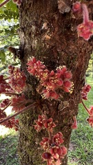 Davidsonia jerseyana