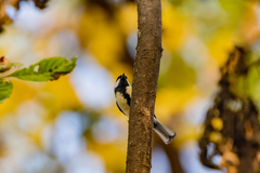 Parus major major