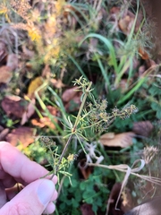 Galium verum
