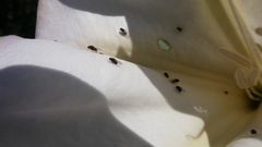 Milichiidae