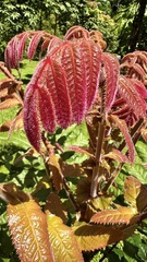 Davidsonia jerseyana