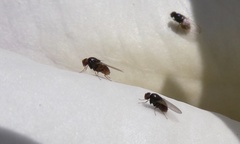 Milichiidae