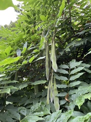 Wisteria floribunda
