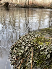 Dermatocarpon luridum