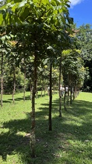 Davidsonia jerseyana