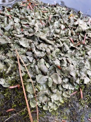 Dermatocarpon luridum