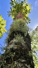 Davidsonia jerseyana