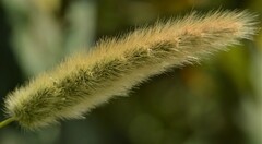 Polypogon monspeliensis