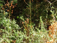 Adenocarpus hispanicus