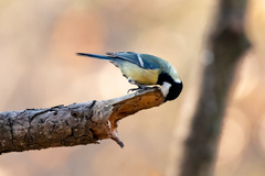 Parus major major