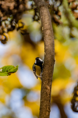 Parus major major