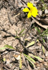 Goodenia pinnatifida